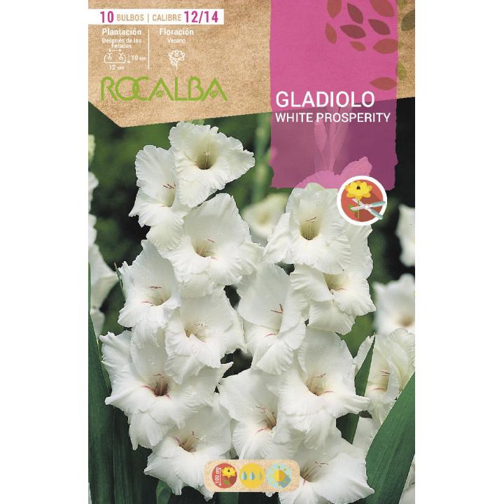 Bulbo Gladiolo blanco puro 10 unidades Rocalba