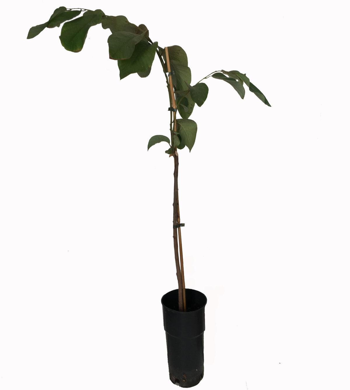 Chirimoyo Árbol - Frutal Tropical - Maceta Tubo - Altura Total Aprox. 120/140cm._1