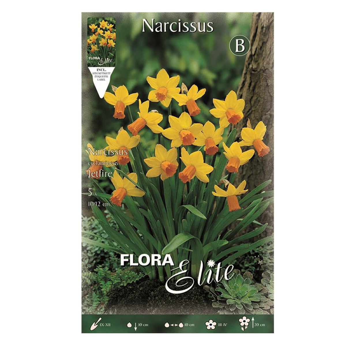 Bulbos Narciso Jetfire amarillo naranja 5 uds