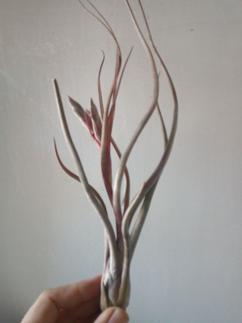 Tillandsia Pseudobaleyi Clavel De Aire Tillandsias_0