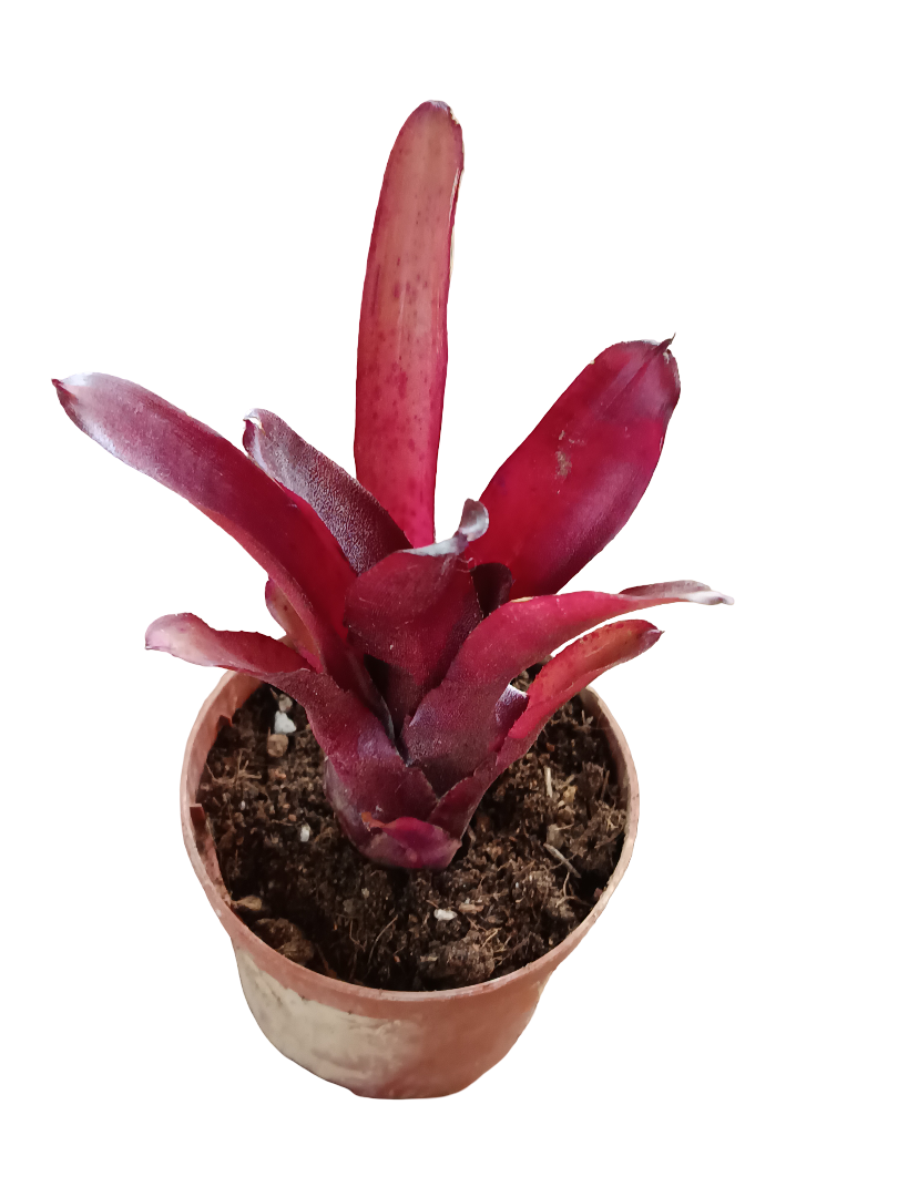 Neoregelia Amazon Planta Bromelia Para Terrarios E Inteior_0