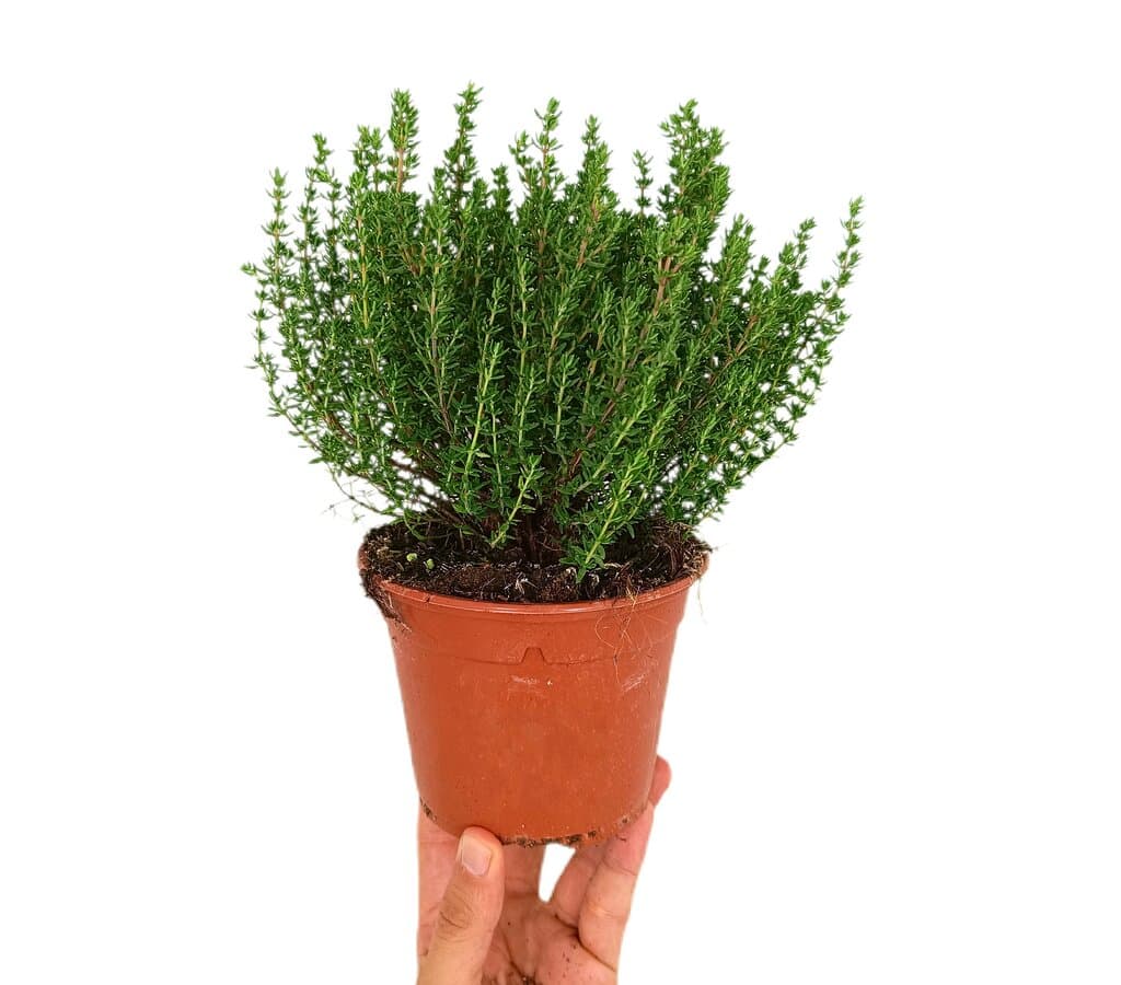 Tomillo Común M13 (thymus Vulgaris)_0