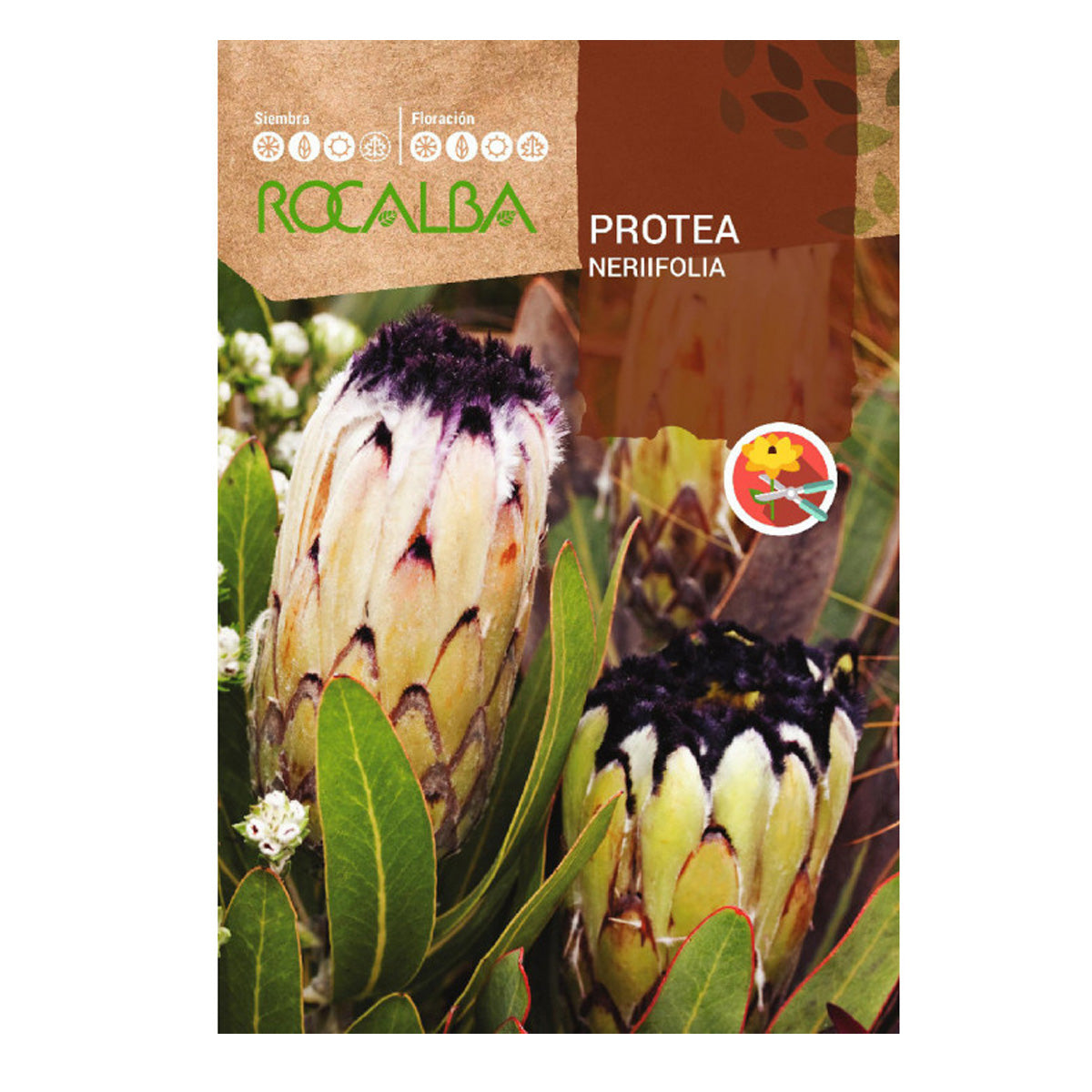 Semillas de Protea Nerifolia, Rocalba