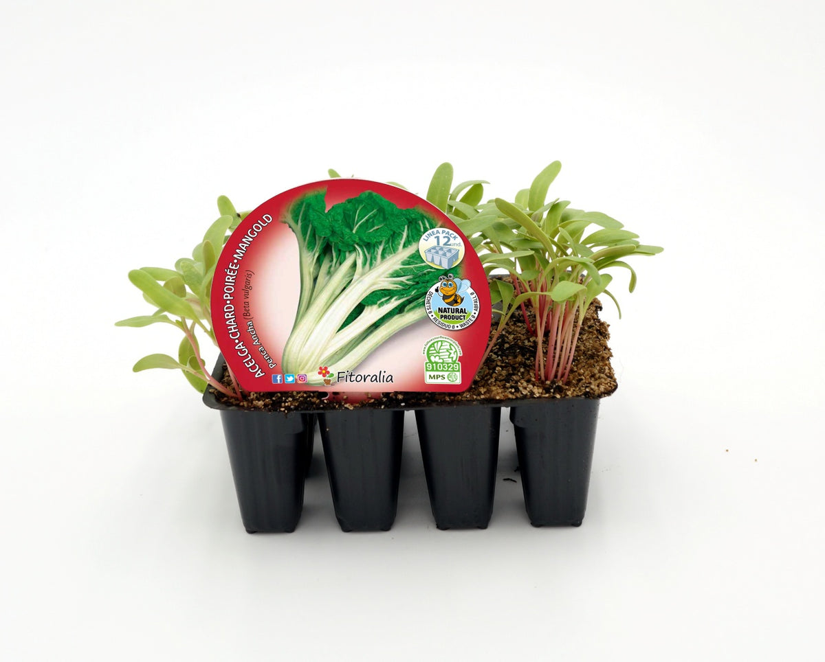 Pack Plantones Acelga Verde Penca Ancha 12 Ud. Natural - Fitoralia_0