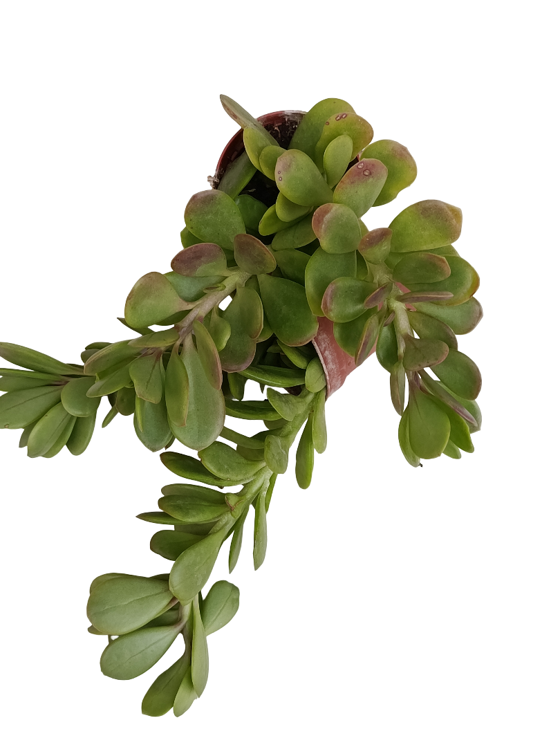 Senecio Jacobseni Planta Suculenta Ø5_0