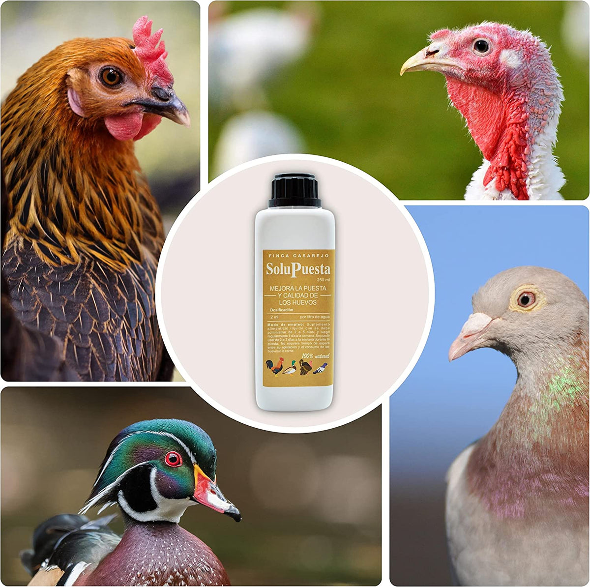 SoluPuesta - Mejora la Calidad de la cáscara del Huevo – Suplemento Alimenticio para Gallinas y otras Aves de Corral_4