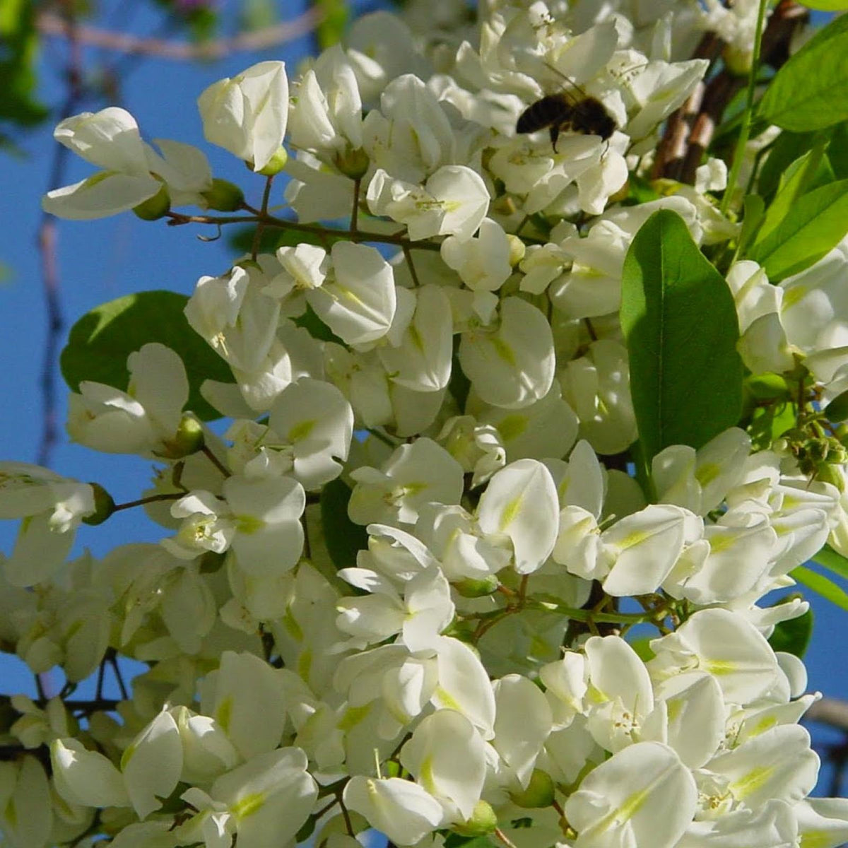 Miel de Acacia Ecológica Bona Mel, 450 g