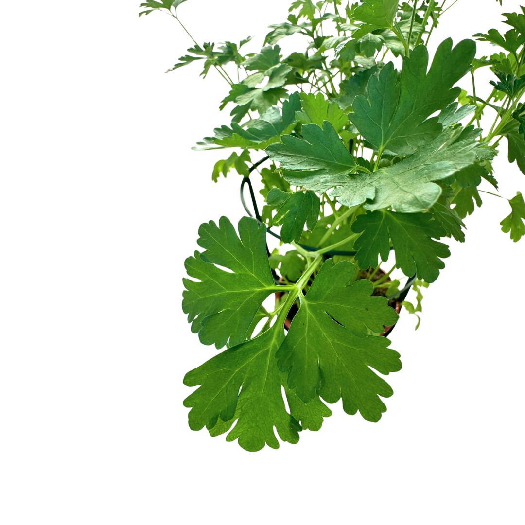 Perejil Planta Aromática Y Medicinal (petroselinum Crispum)_1