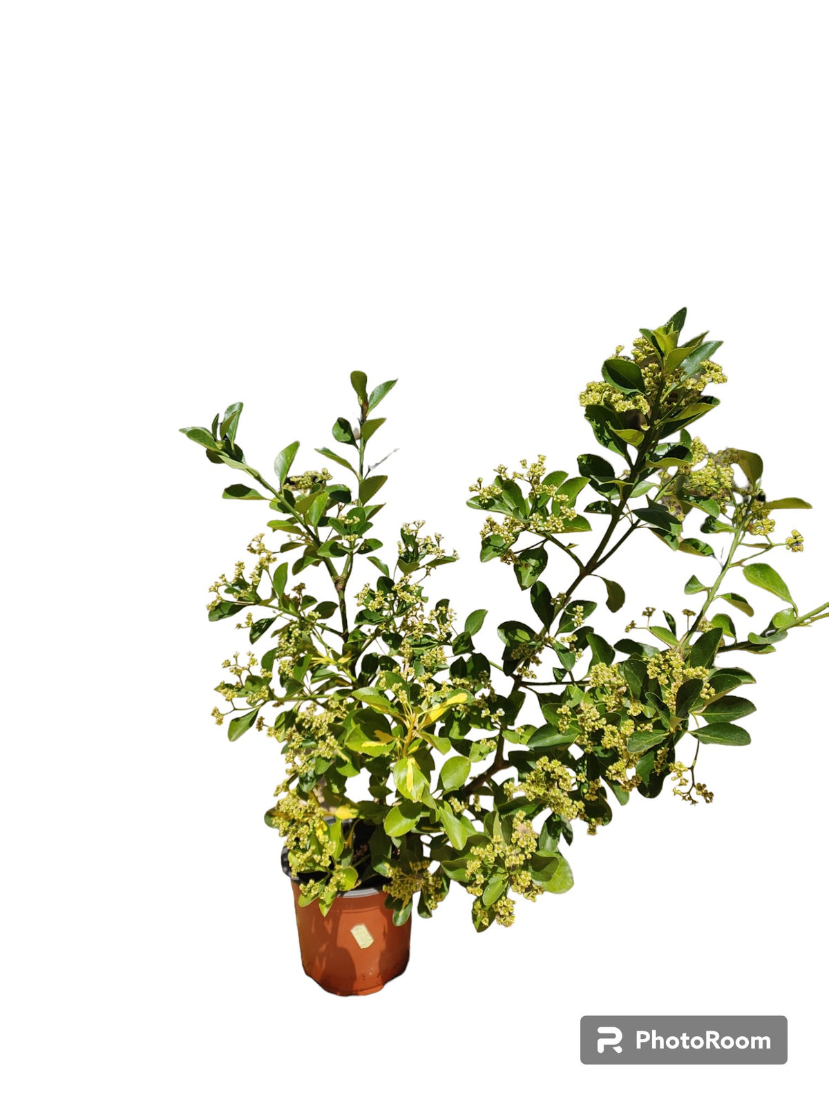 Euonimus Maceta_0
