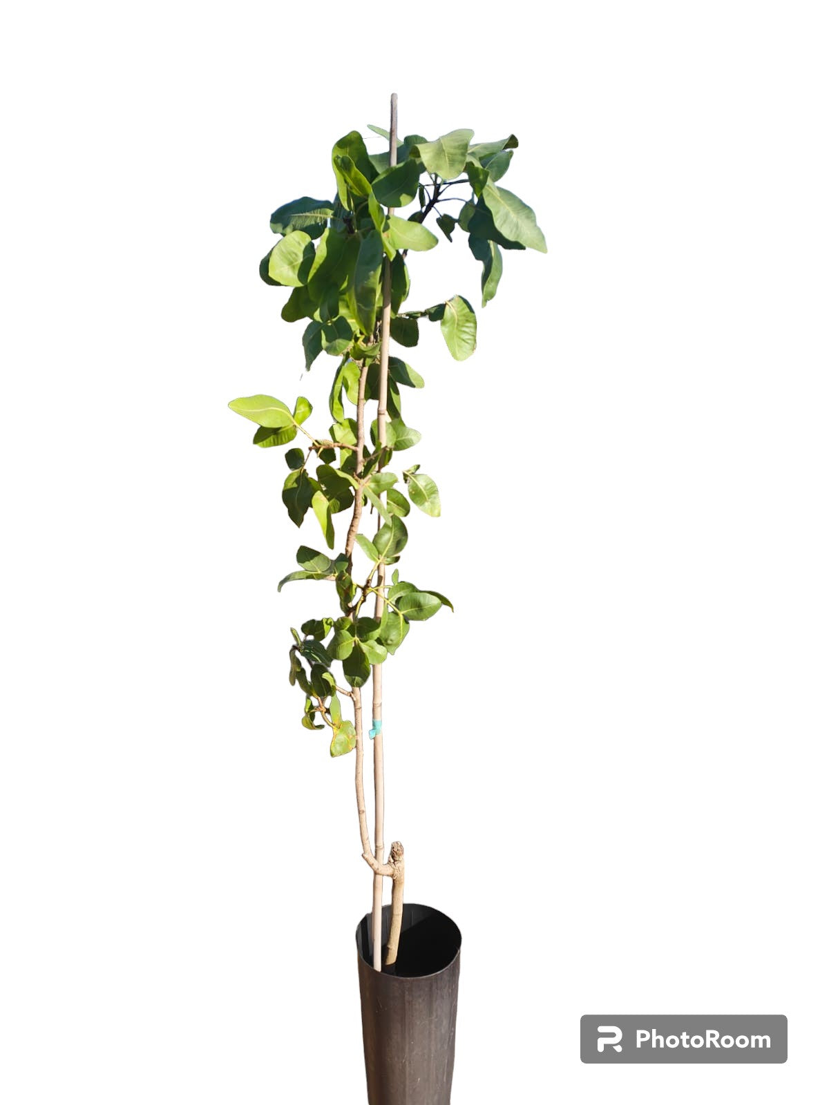Pistacho Hembra Kerman 80cm Maceta_0