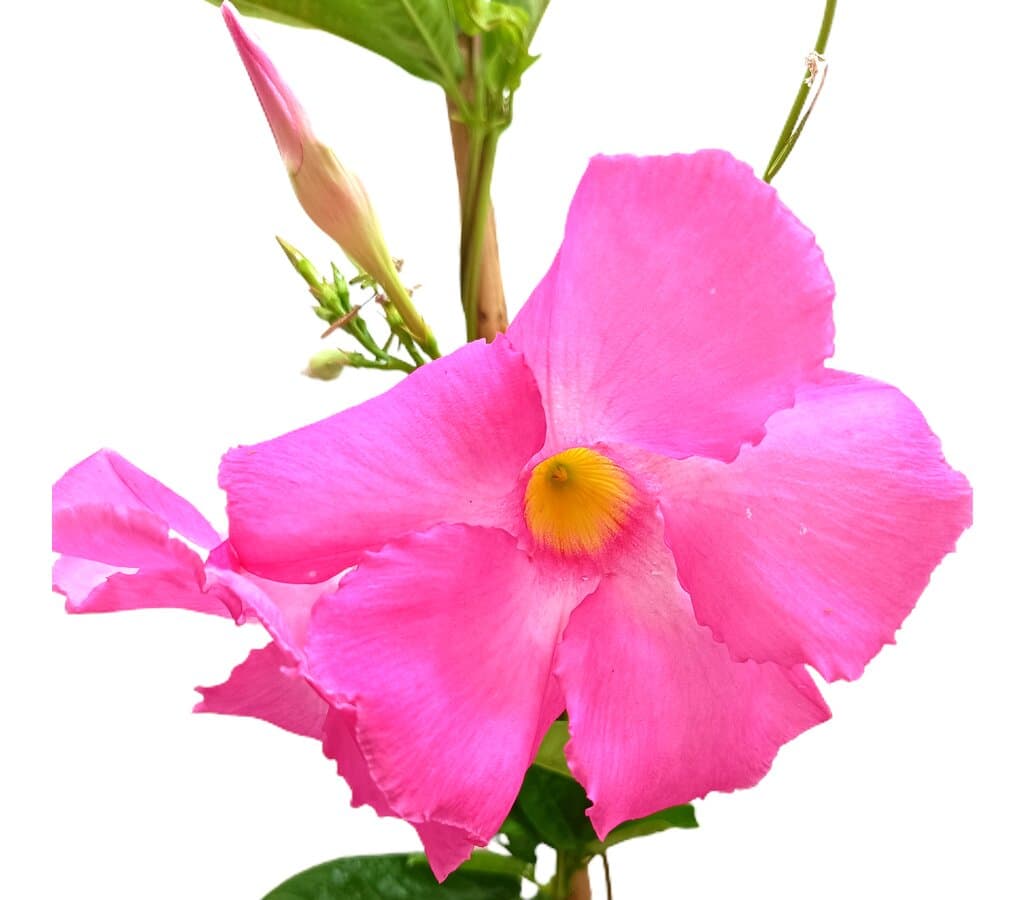 Dipladenia Cosmos Rosa M20 170-180cm (mandevilla)_1