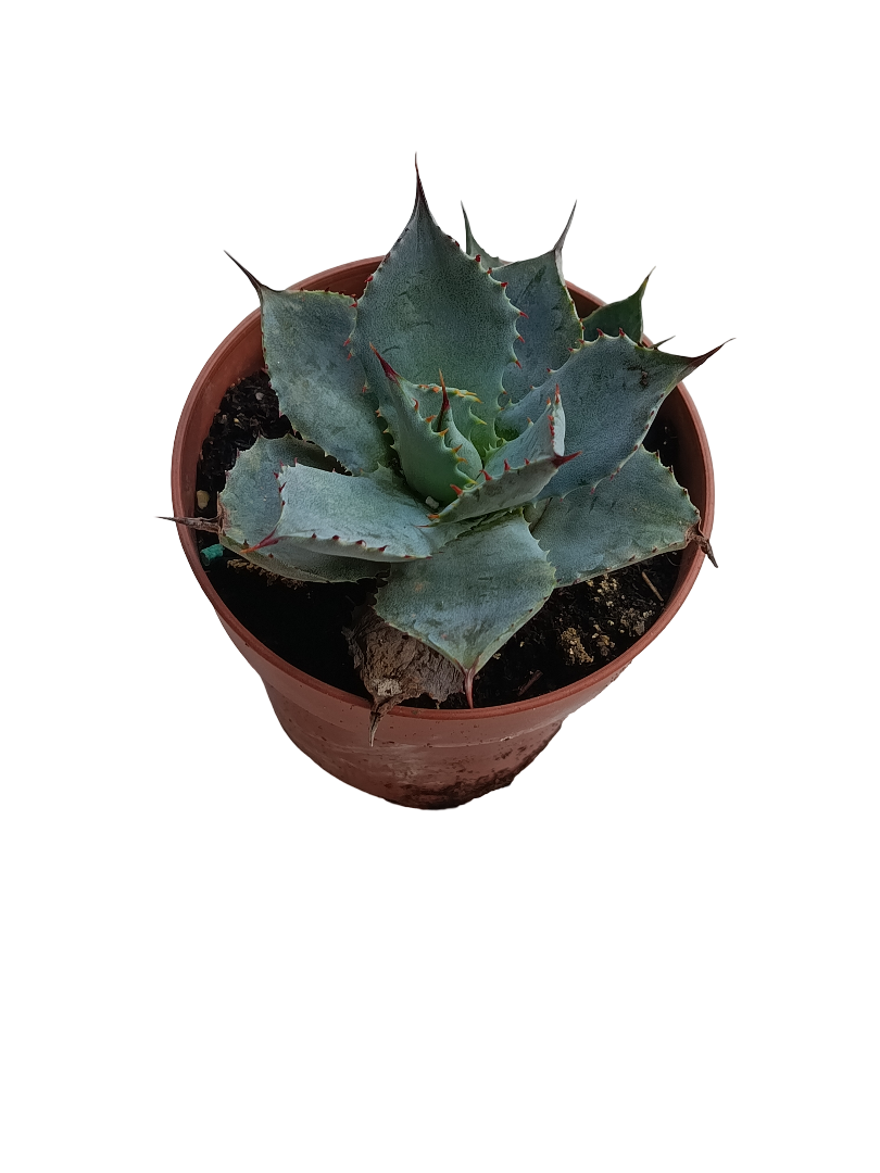 Agave Pygmaea Plana Suculenta De Sol Ø8_0