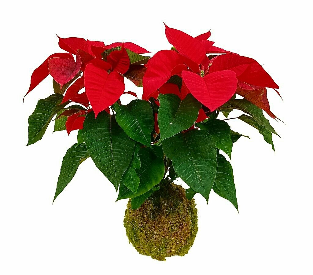 Kokedama Poinsetia 50cm_0