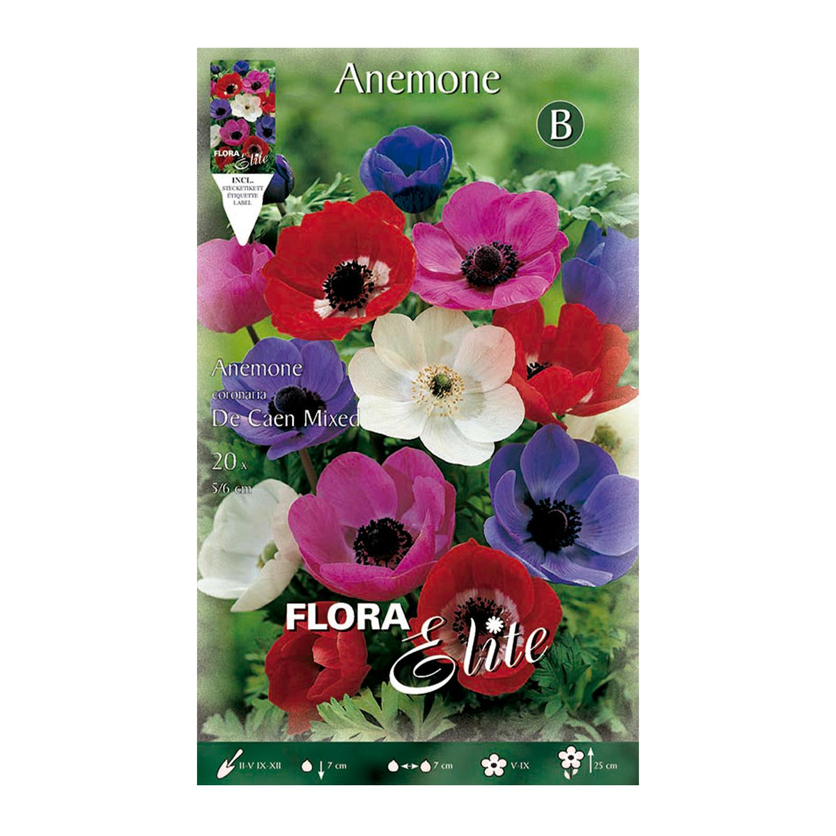 Bulbos Anémona de Caen mezcla 20 uds