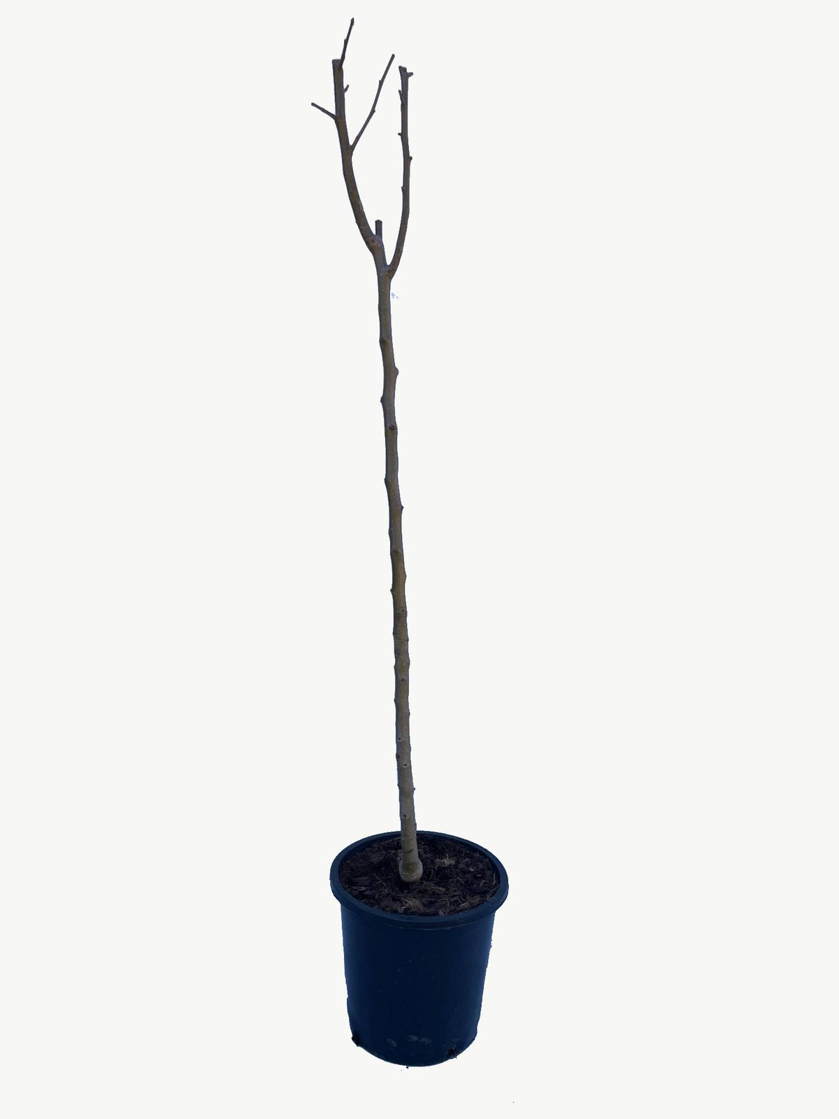 Frutal Pera Ercolini- Planta Natural - Maceta 26cm. - Altura Aprox. 120/150_2
