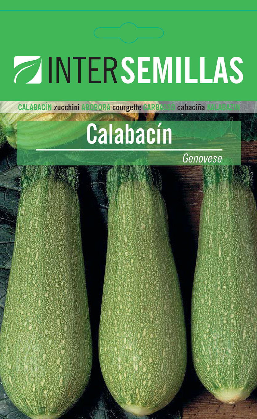 Sobre De Semillas De Calabacin Verde Claro_0