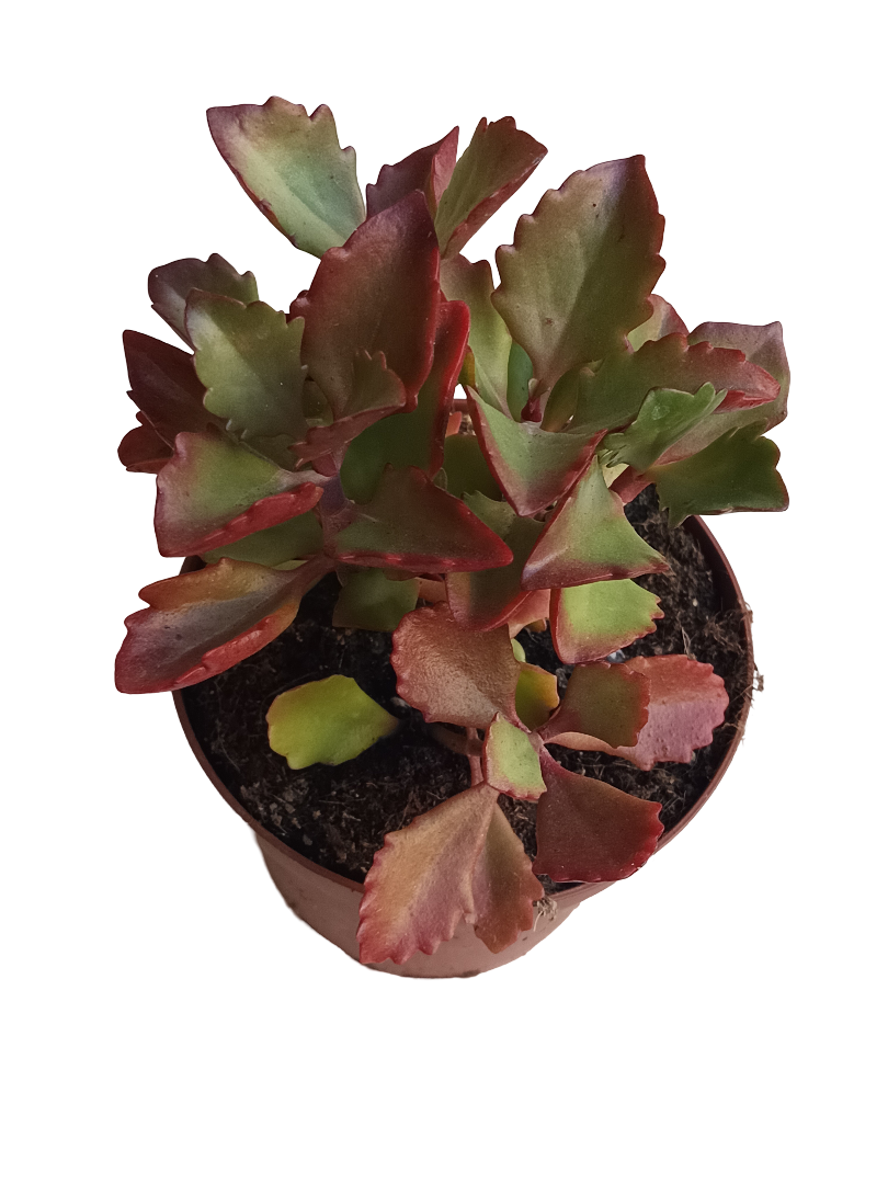 Kalanchoe Rubinea Planta Suculenta De Sol Ø13_0
