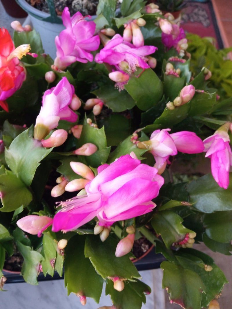 Cactus De Navidad Color Rosa_0