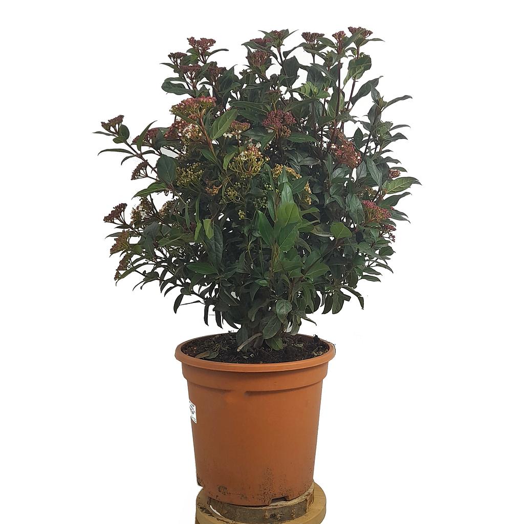 Viburnum Tinus Eve Price M24_0