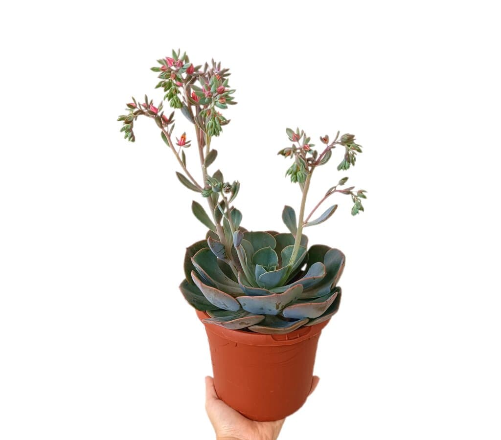 Echeveria Dusty Rose M17_0