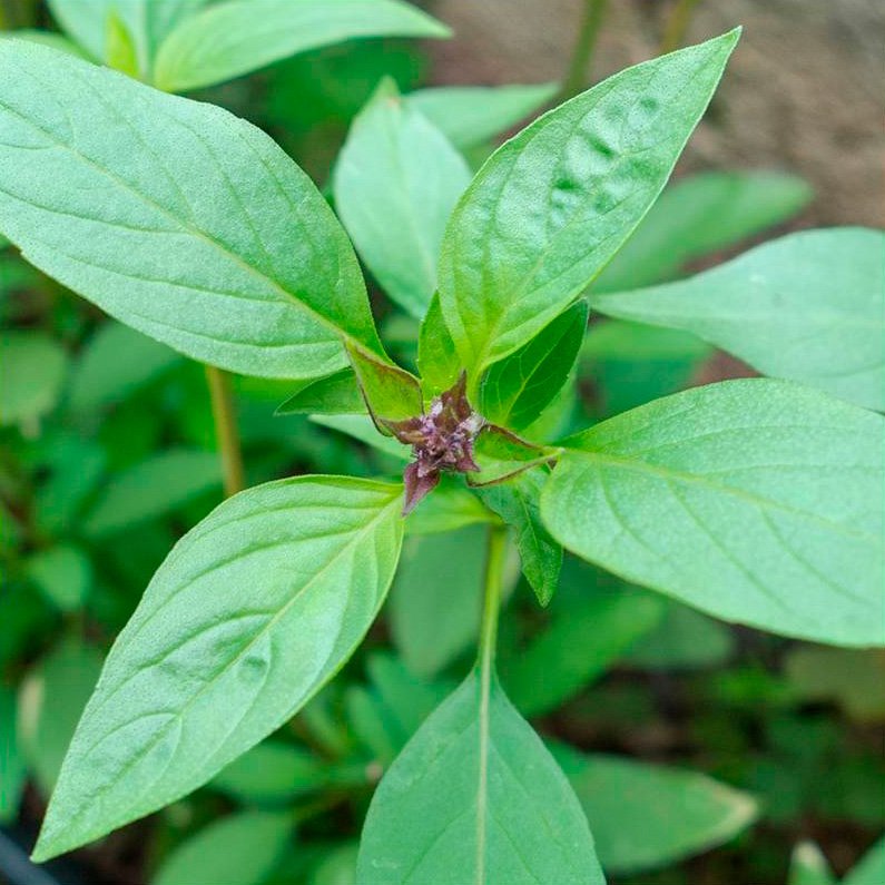 Semillas Albahaca Tailandesa Ecológicas_0