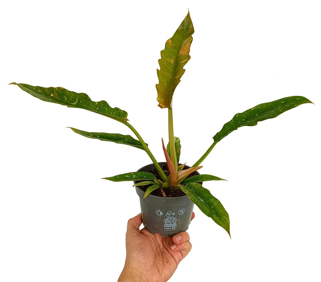 Philodendron Ring Of Fire M12_0