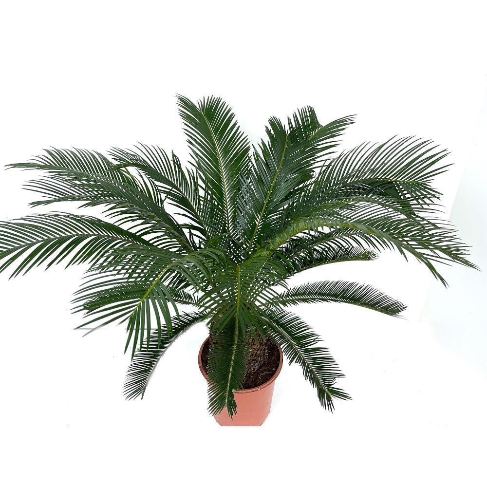Cyca Revoluta M24 80cm_2