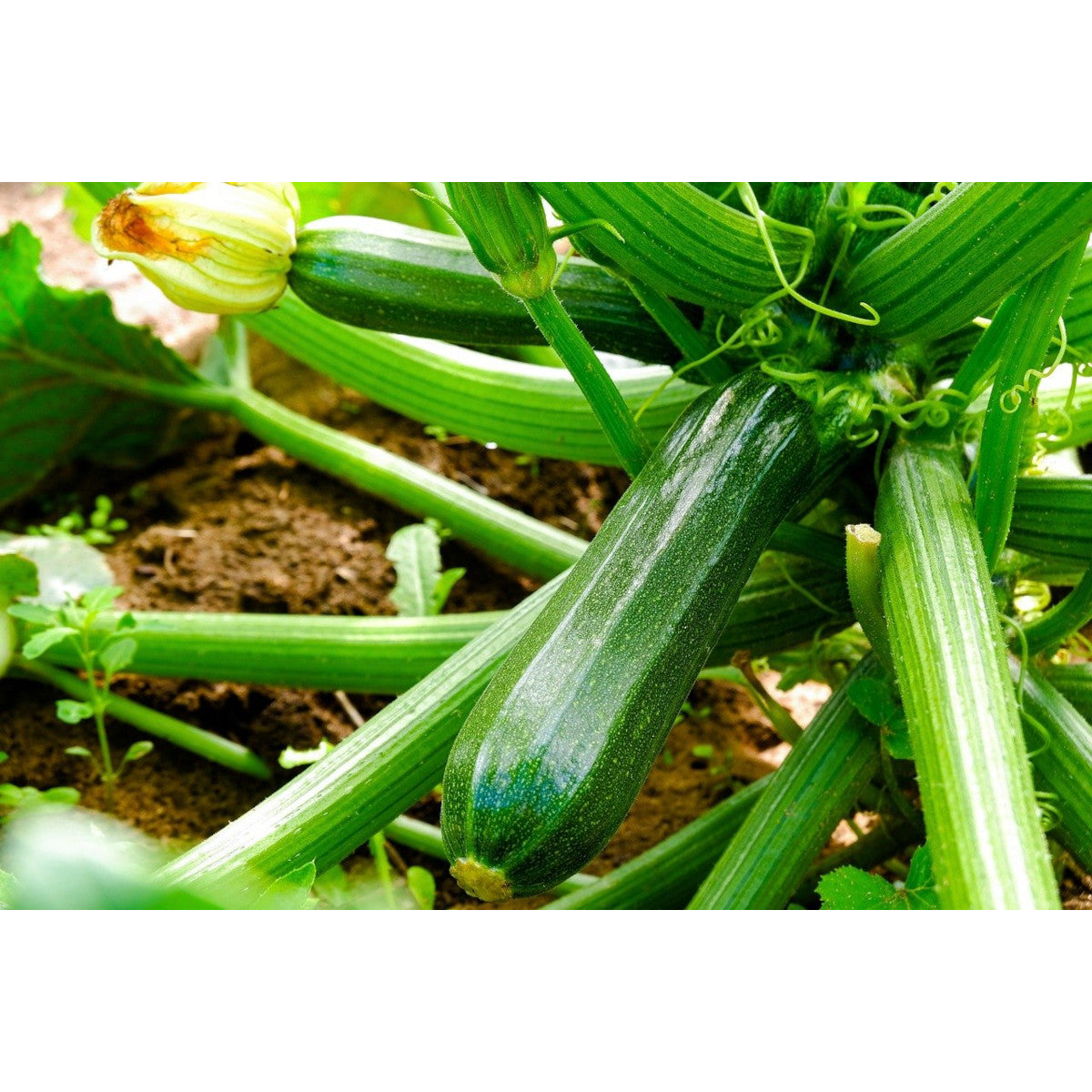 Biochar Livingchar 500l_3