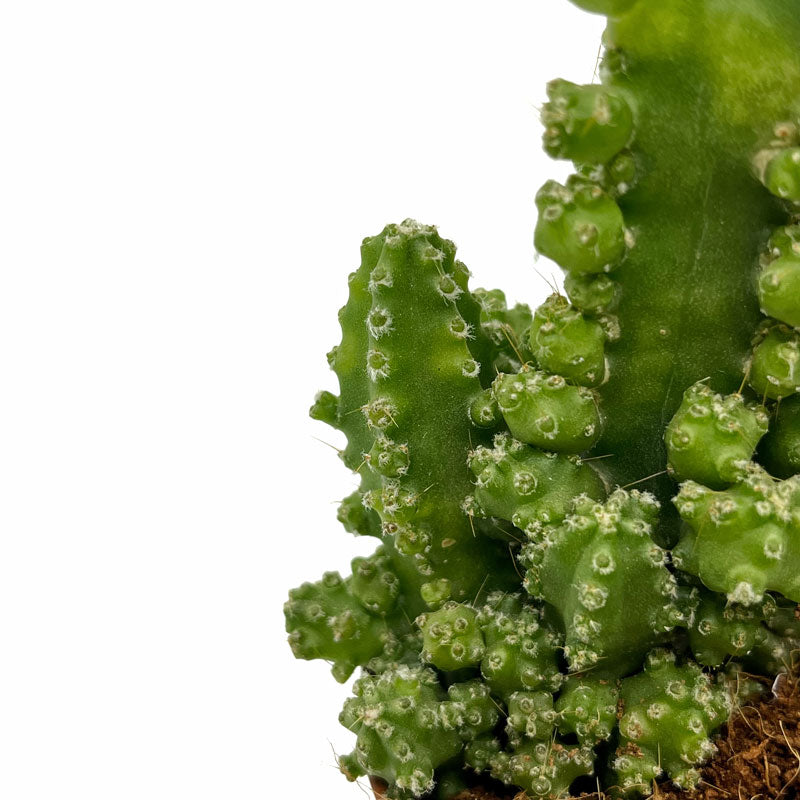 Cereus Peruvianus 'fairy Castle' Cactus Y Susuclentas M8,5 cm Ø_0