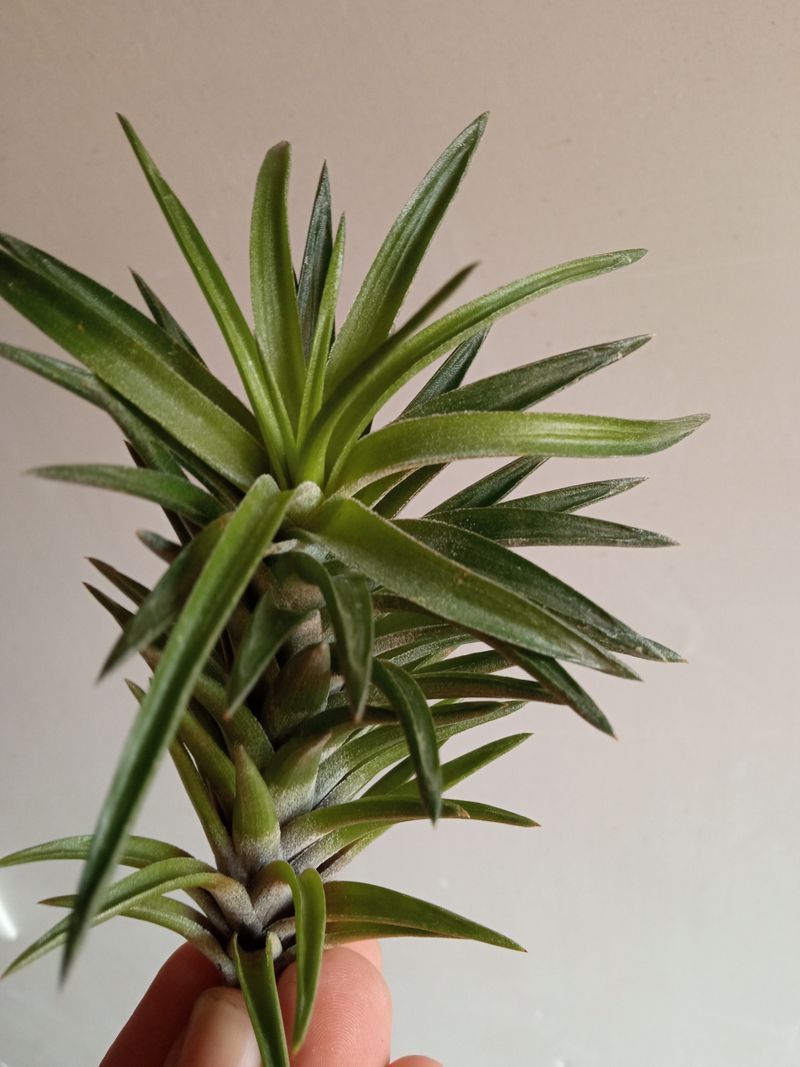 Tillandsia Neglecta Planta Del Aire_0
