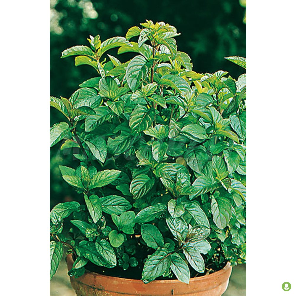 Semillas Menta Poleo_0