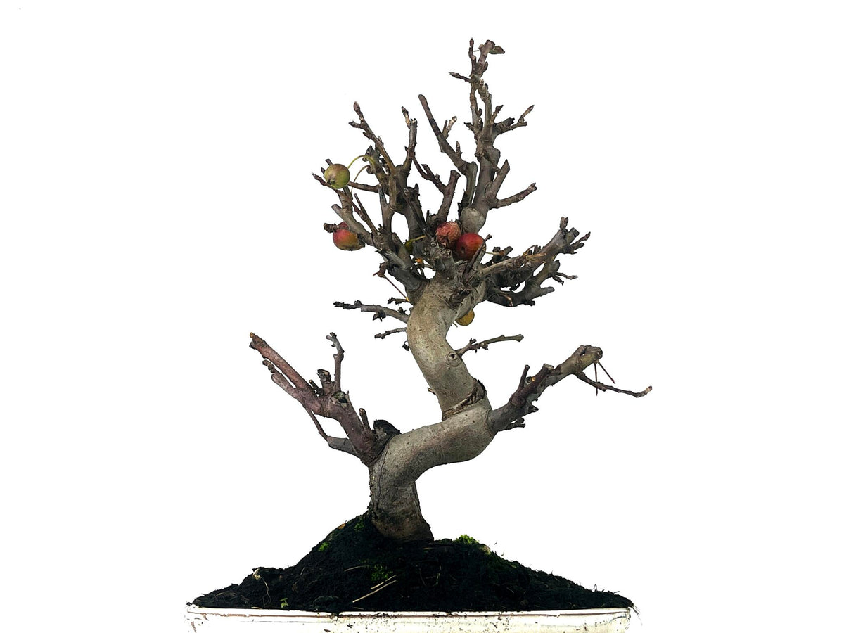 Bonsái Malus – Manzano 10 Años_5