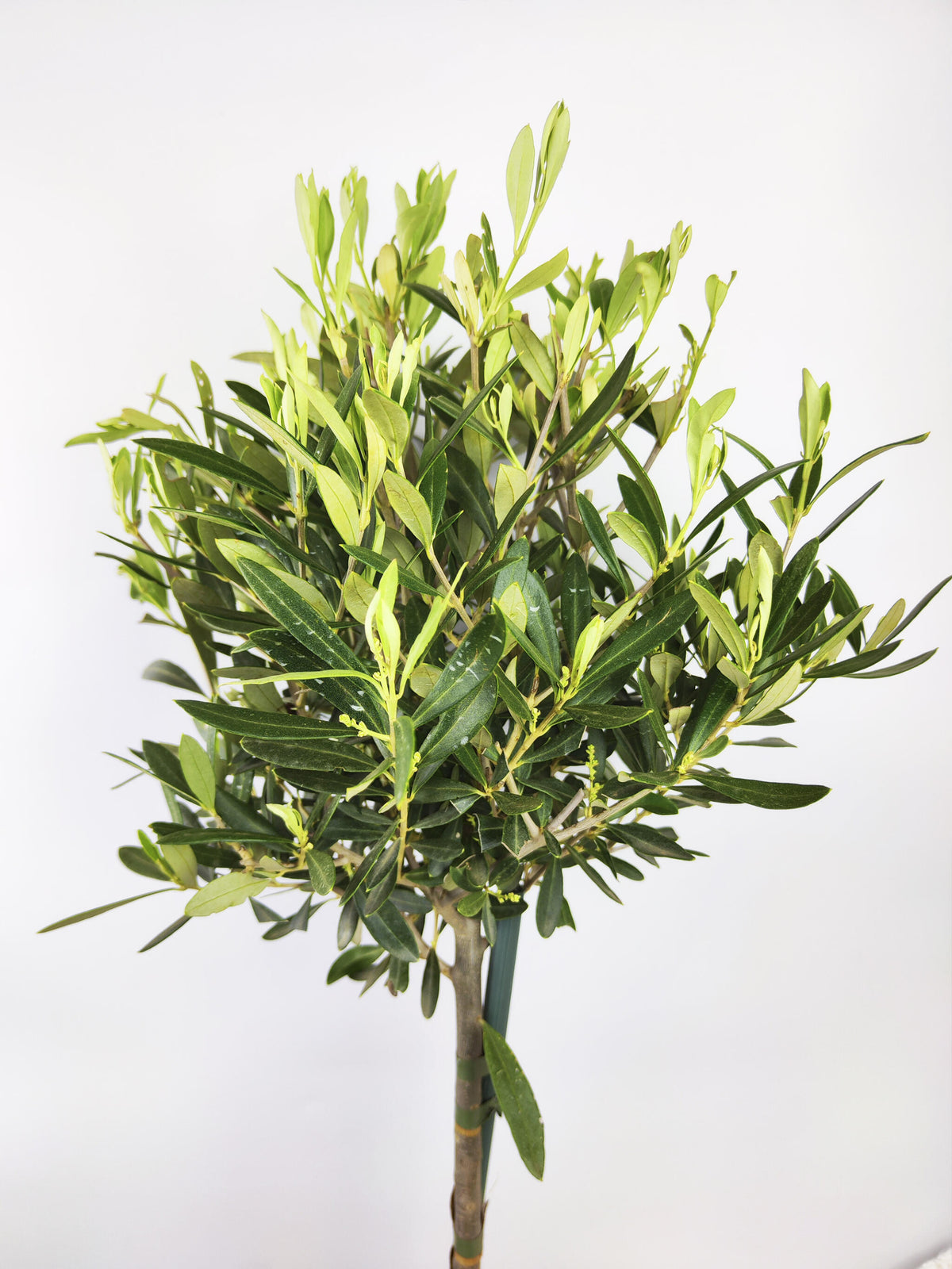 Olivo | Altura 35cm - Diámetro 15cm_1