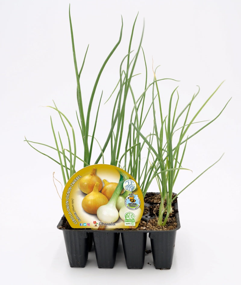Pack Plantones Cebolla Babosa 12 Ud. Natural - Fitoralia_0