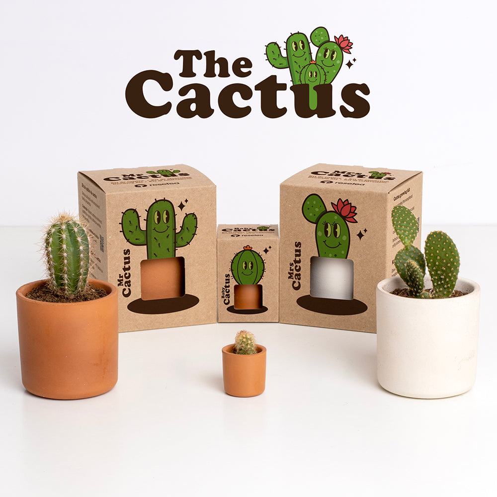 Mrs. Cactus Kit de Cultivo de Cactus con Maceta de Barro Artesanal | Regalo Original - Resetea_3