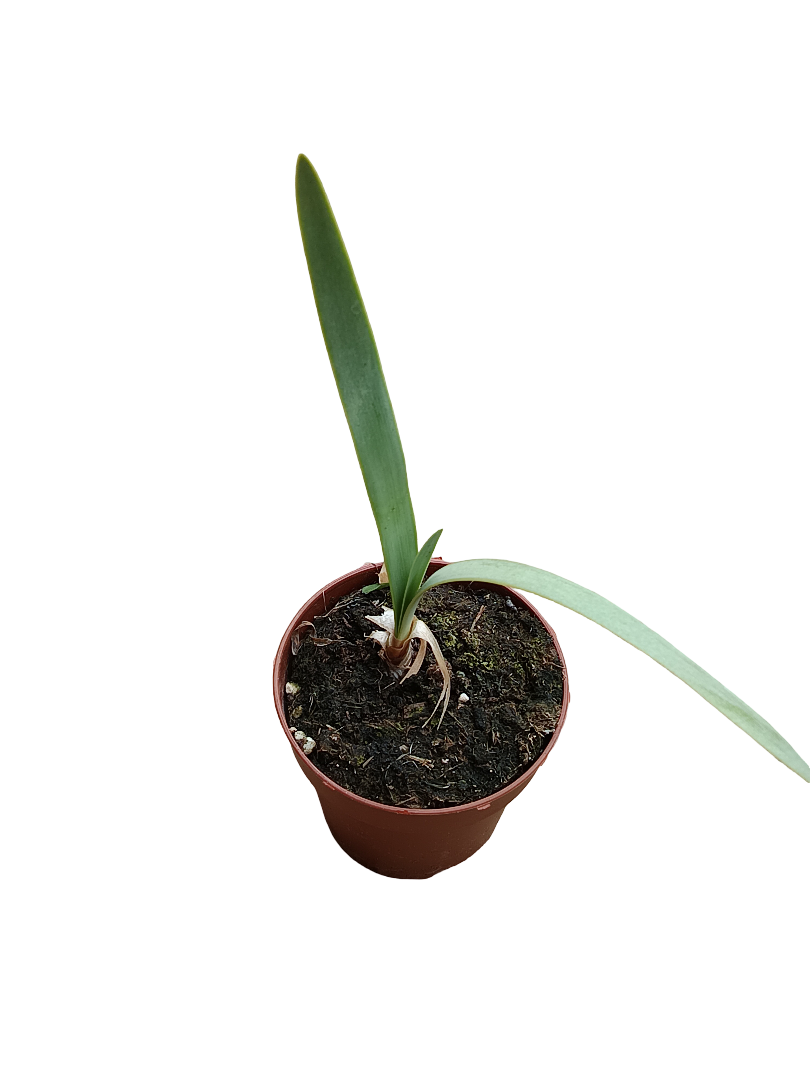 Strumaria Truncata Planta Suculenta Bulbosa Rara Ø8_0