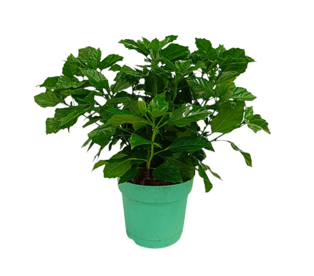 Hibiscus Pacific Beauties M19 30-40cm_0