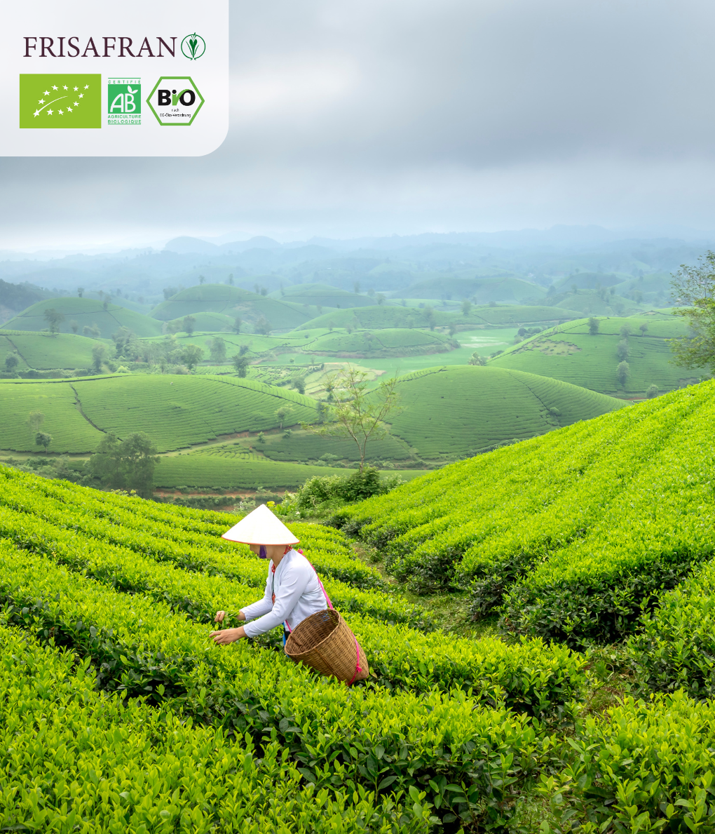 Té Verde Gunpowder Menta Ecológico Granel - Calidad Y Sabor | Frisafran 100 G_5