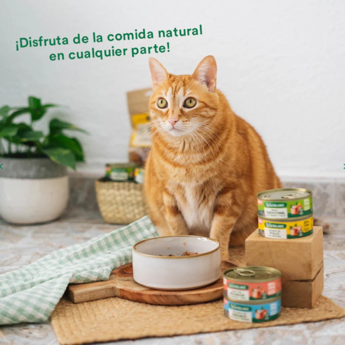 Pack 6x Cazuela de pollo para gatos 80 g + Regalo: Tapa reutilizable para latas, Wild Balance