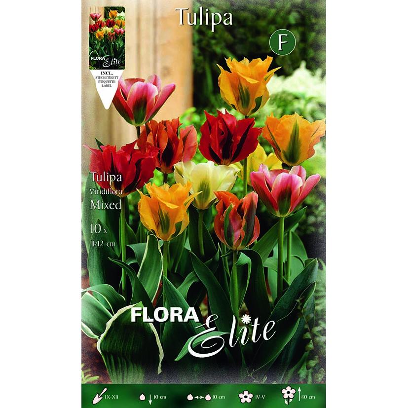 Bulbos Tulipán viridiflora mezcla 7 uds