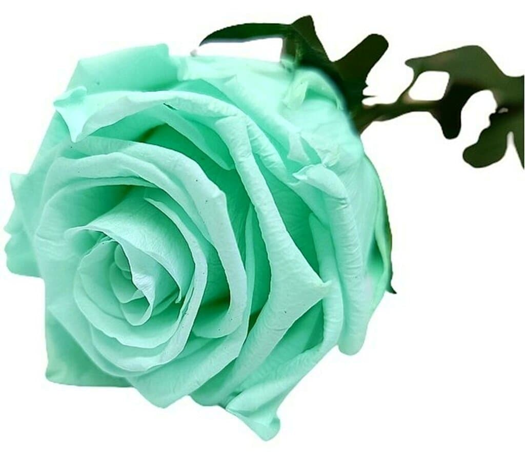 Mundo Eterno Rosa Preservada Verde Menta (class.mint) 25cm_0