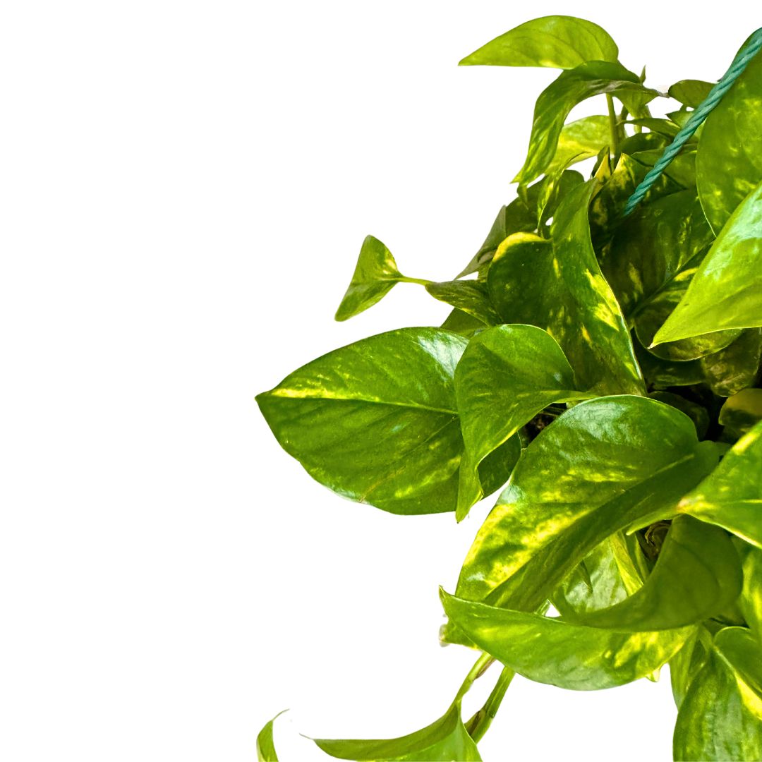 Pothos En Tutor 0,80m De Altura M17_1