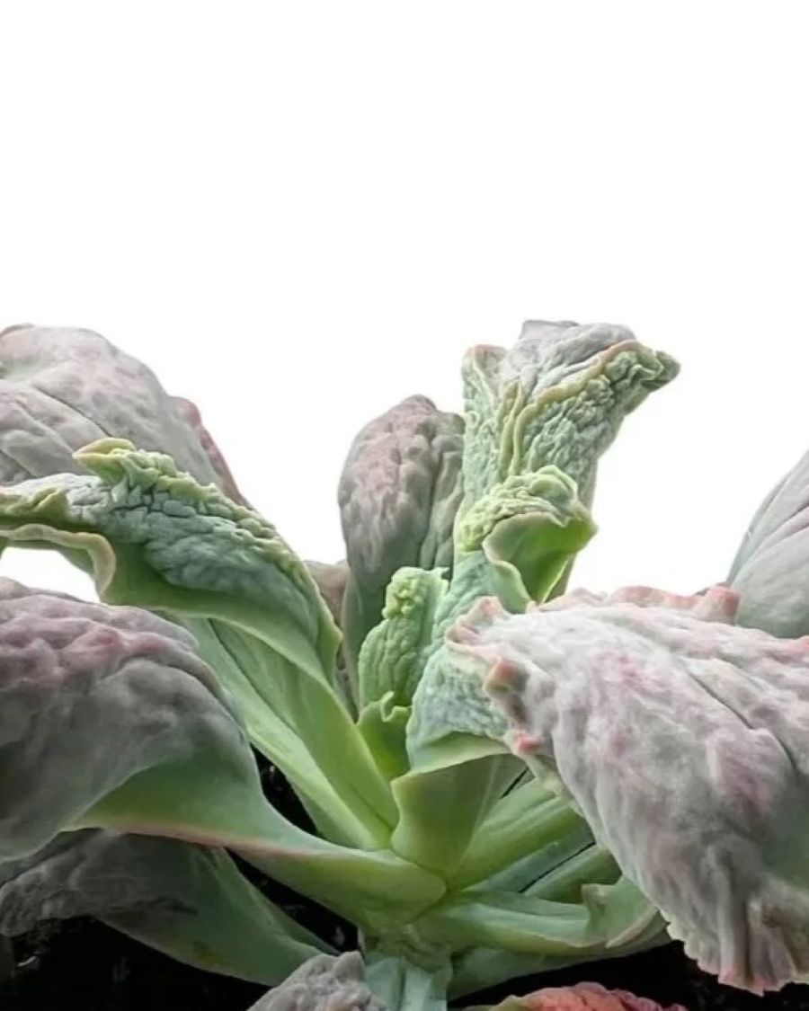 Echeveria 'Linguas'; suculenta "monstruosa", verde-gris-rosa; Curiosarium; altura 10-12 cm, diámetro 18-20 cm_1