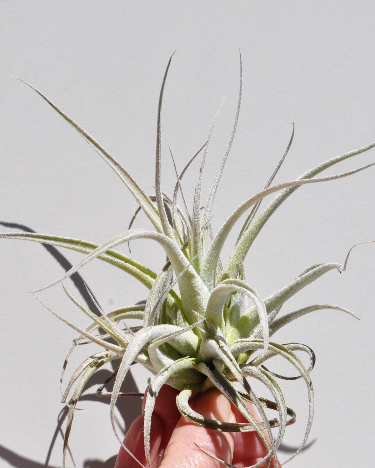 Tillandsia leonamiana (M); planta del aire gris verdosa; Curiosarium; altura 10 cm, diámetro 12 cm_0