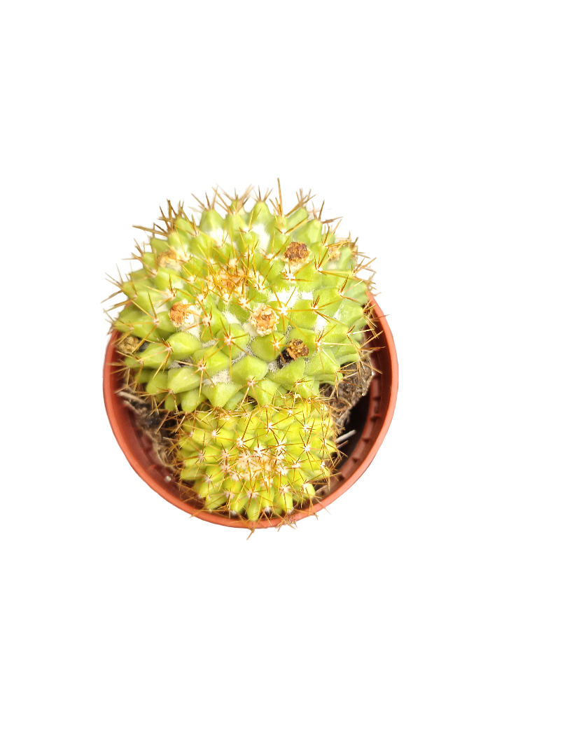 Cactus Surtido Aleatorio ☼ Planta Pequeña Ø5 Venta Por Unidad_5