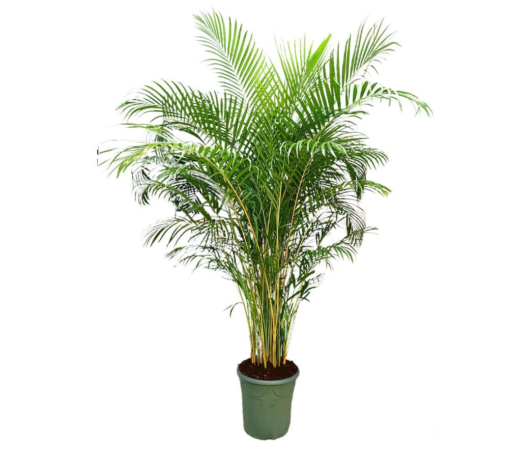 Areca Lutescens M45 240-260cm_0