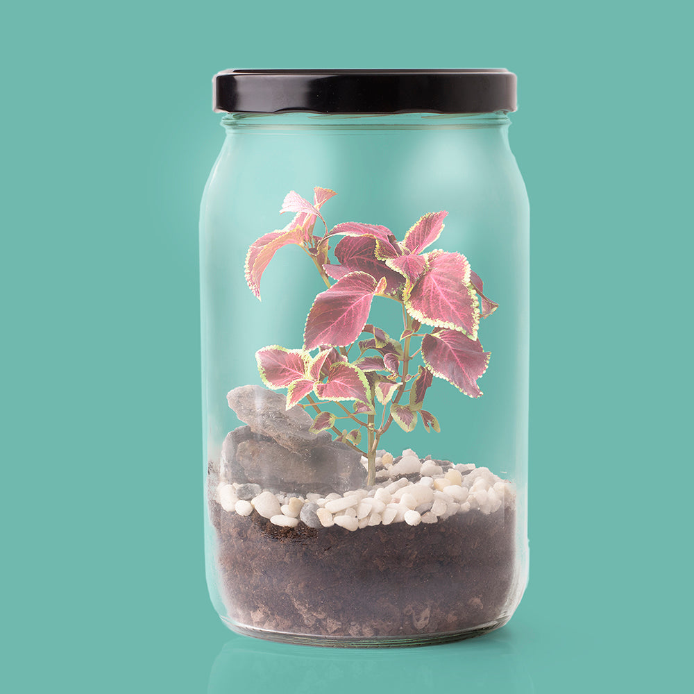 Kit Terrarium DIY – Mini Jardín Ecosistema Natural para Casa, Regalo Decorativo Original - Resetea_2