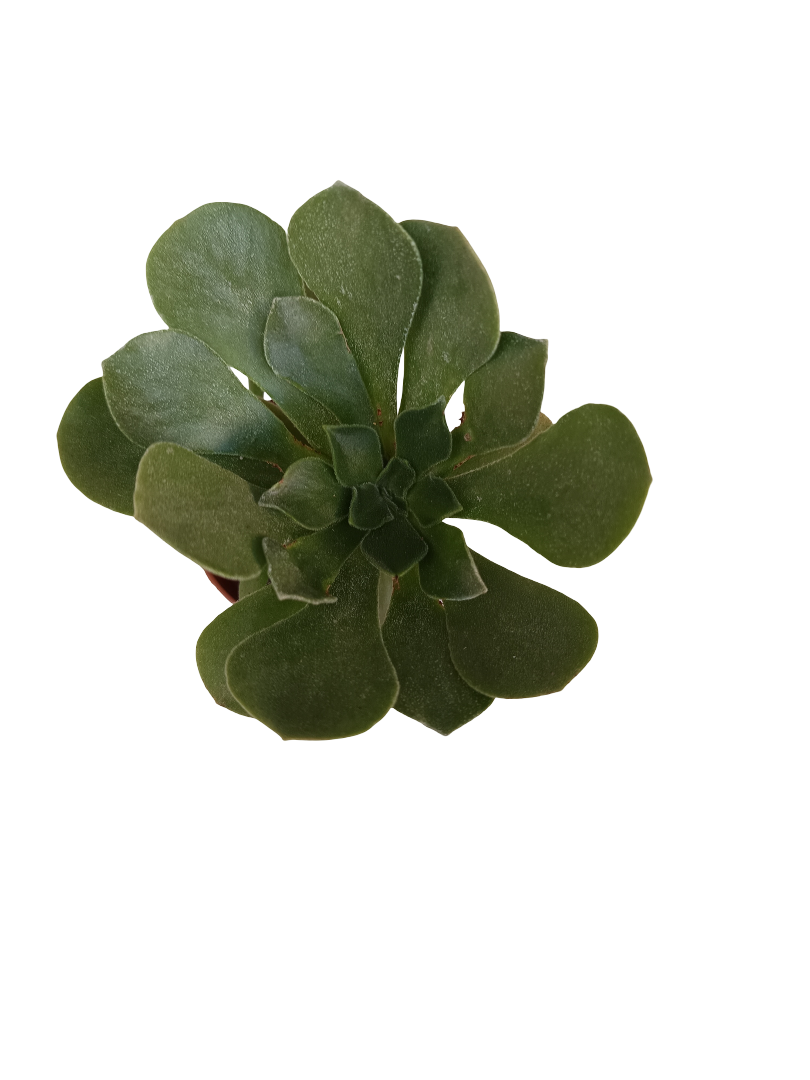 Aeonium Cuneatum Planta Suculenta Ø5_0