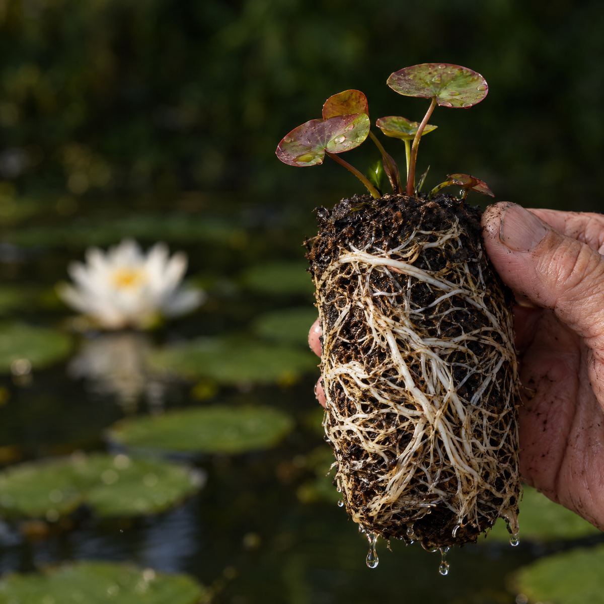 Nenúfar Enano Blanco - Nymphaea - 1x Nenúfar Multiflor Con Cesta_5