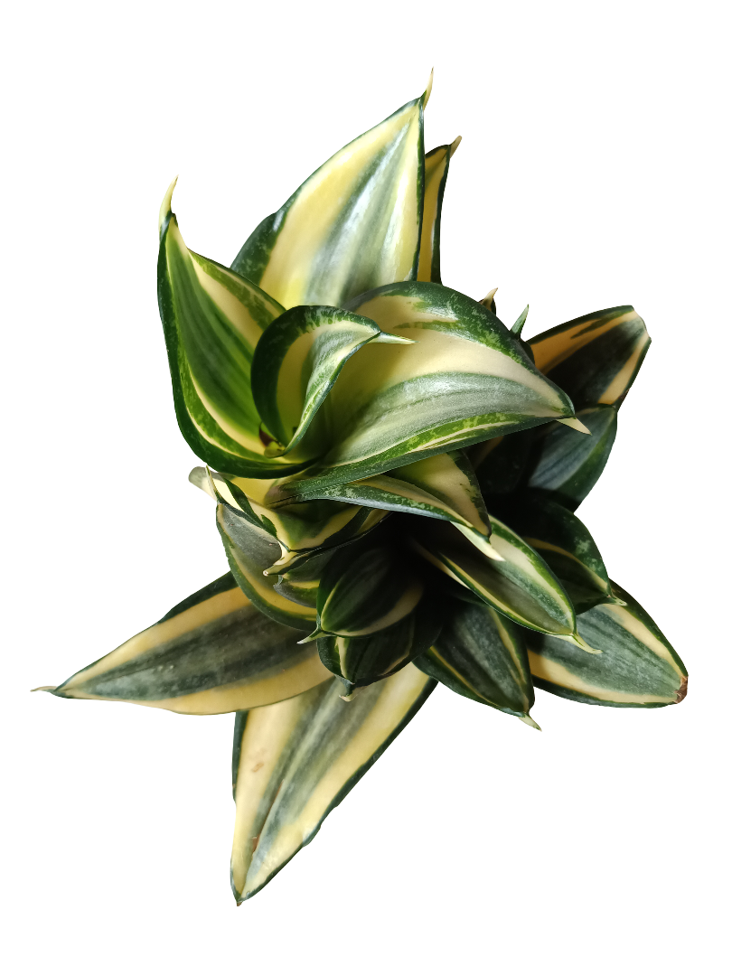 Sansevieria Hahnii Golden Planta Mini Ø6_0